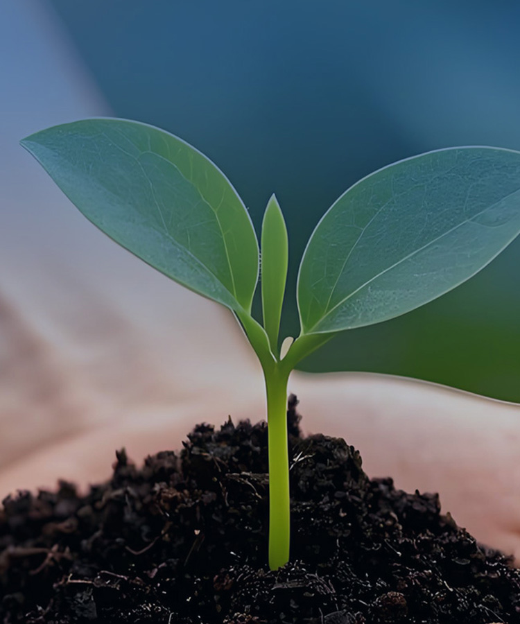 ��̬����